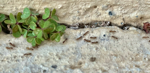 Argentine Ant