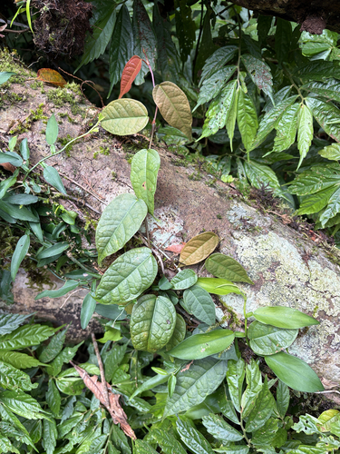 Ficus sarmentosa observed 2026-09-27