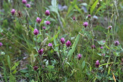 Trifolium pratense