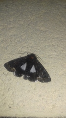 Catephia alchymista
