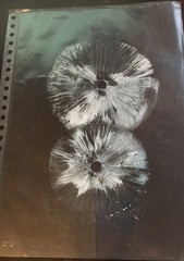 Macrolepiota dolichaula