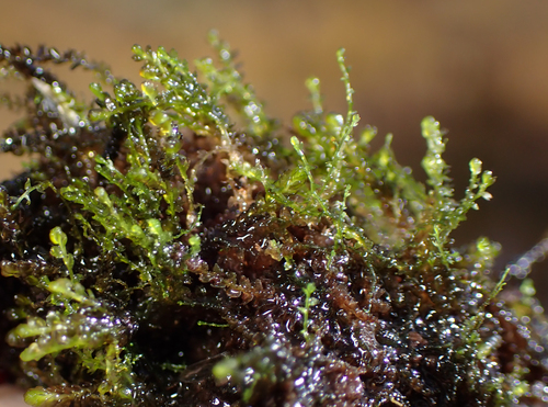 Gymnocolea inflata, 2026-09-26