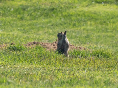 California Ground Squirrel