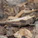 Slender Groundhopper - Photo (c) Jim Johnson, some rights reserved (CC BY-NC-ND), uploaded by Jim Johnson