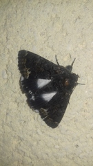Catephia alchymista