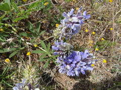 Pediomelum cuspidatum