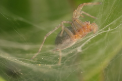 Agelena labyrinthica