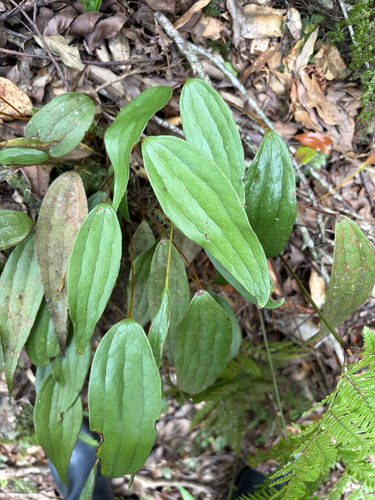 Cheiropleuria bicuspis observed 2026-09-27