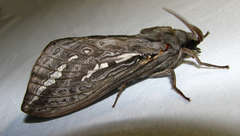 Abantiades argentata