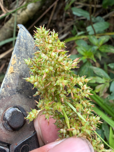 Carex cruciata observed 2026-09-27