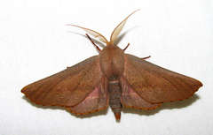 Monoctenia smerintharia