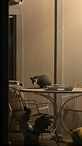 Virginia Opossum