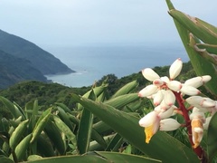 Alpinia koshunensis