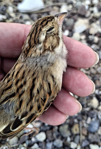 Clay-colored Sparrow