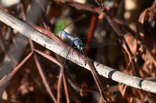 Blue Dasher