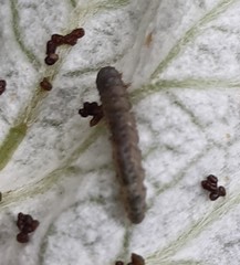 Cnephasia incertana