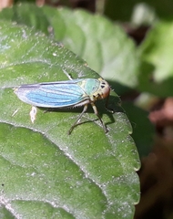 Cicadella
