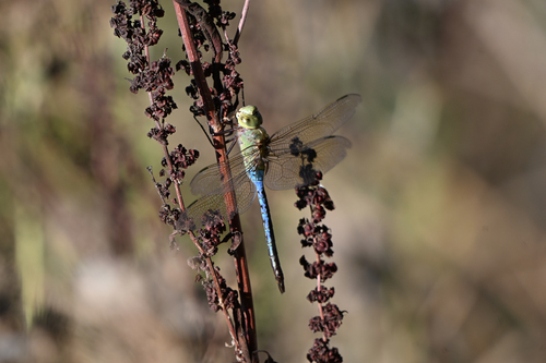 Common Green Darner
