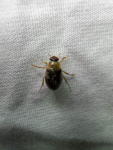 Berosus miles