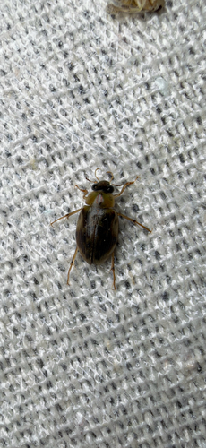 Berosus miles