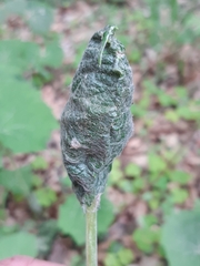 Cnephasia incertana