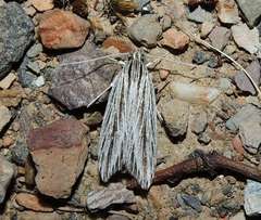 Leistarcha scitissimella