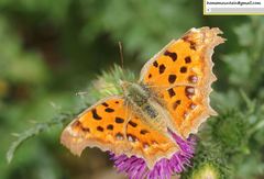 Polygonia c-aureum lunulata