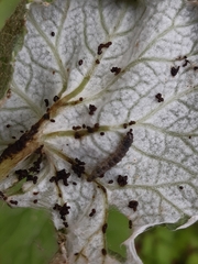 Cnephasia incertana