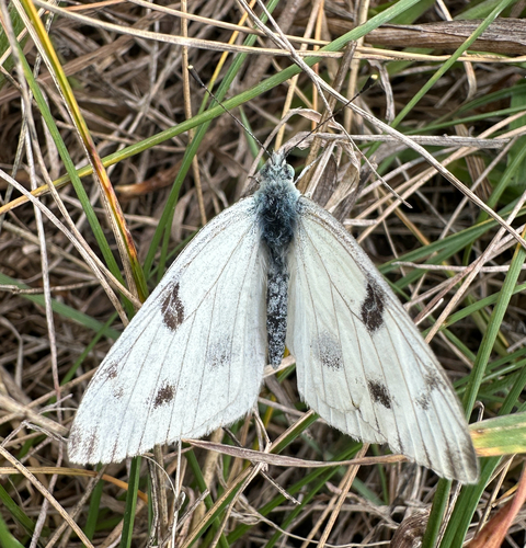 Checkered White