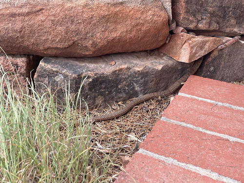 Common Coachwhip
