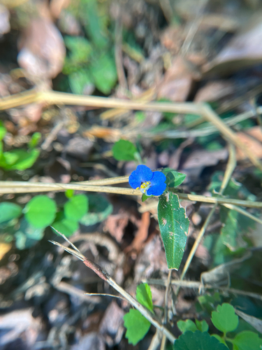 Commelina auriculata observed 2026-09-28