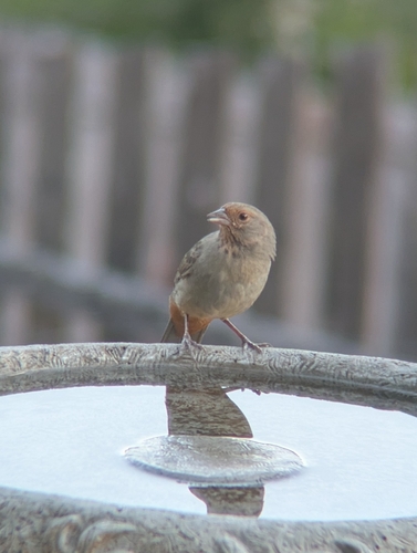 California Towhee