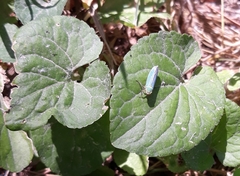 Cicadella