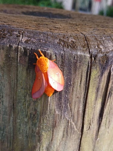 Pink-striped Oakworm Moths photo 5