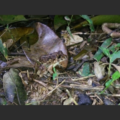 Fejervarya limnocharis