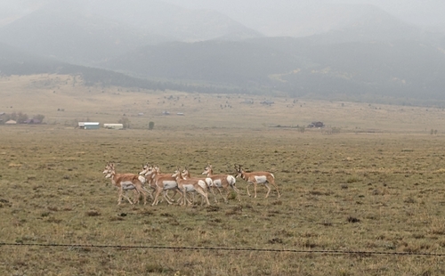 Pronghorn