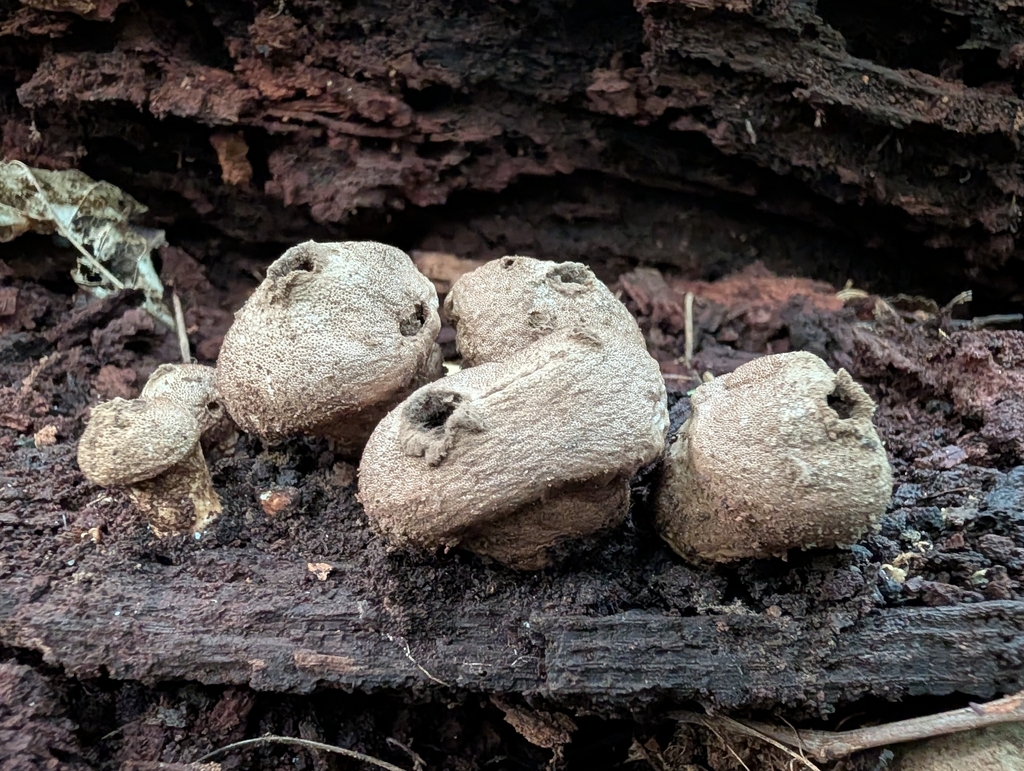 Pear-shaped Puffball · September 2026 · photo: Photo: no rights reserved · iNaturalist