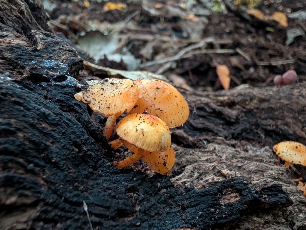 orange mycena · September 2026 · photo: Photo: no rights reserved · iNaturalist
