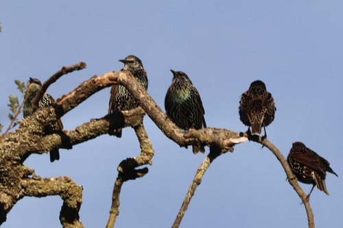 European Starling