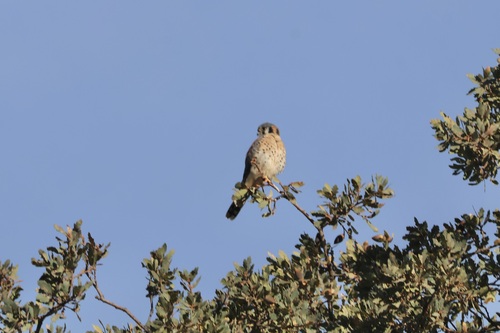 American Kestrel