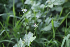 Alliaria petiolata