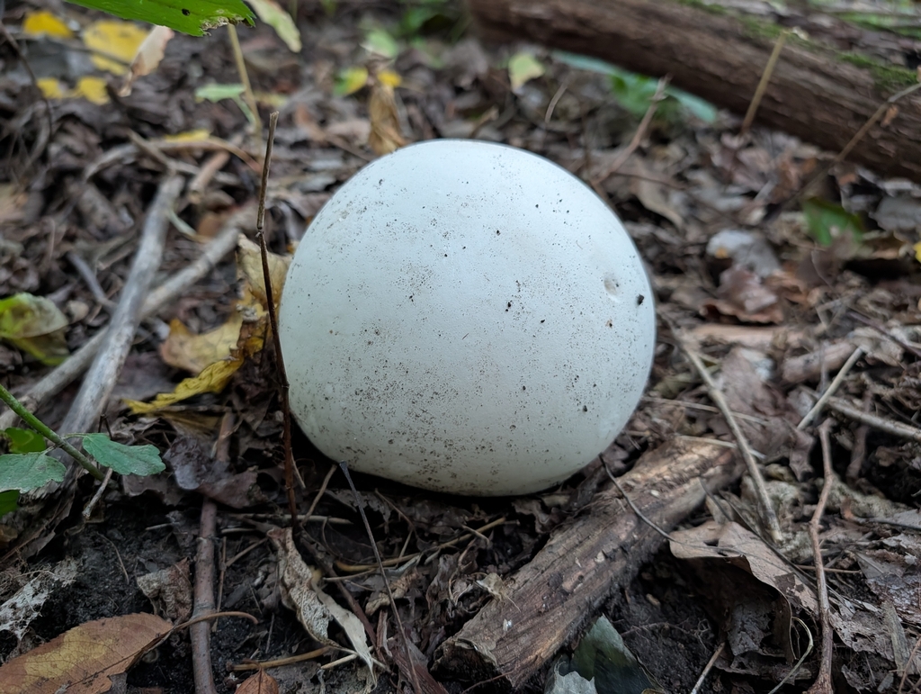 giant puffball · September 2026 · photo: Photo: no rights reserved · iNaturalist