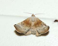 Mataeomera mesotaenia