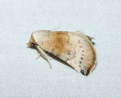 Mataeomera mesotaenia