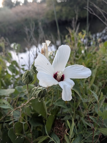 Western Rosemallow