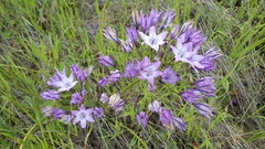 Triteleia