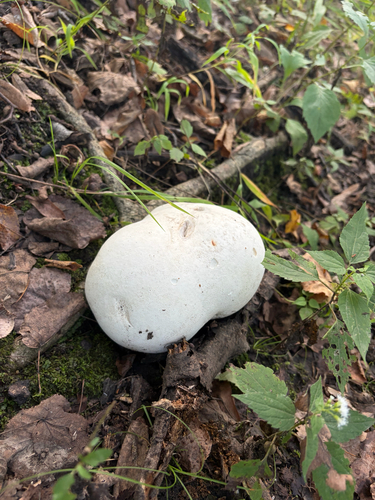 giant puffball
