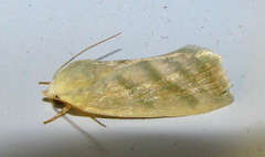 Earias paralella