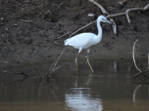 Little Blue Heron