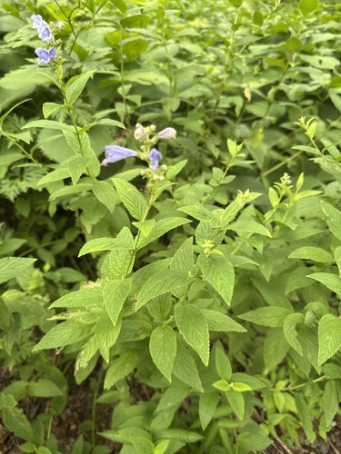 Nepeta subsessilis observed 2026-08-10
